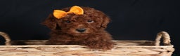 Miniature Poodle dogs for sale: BUDDY - Ad 4