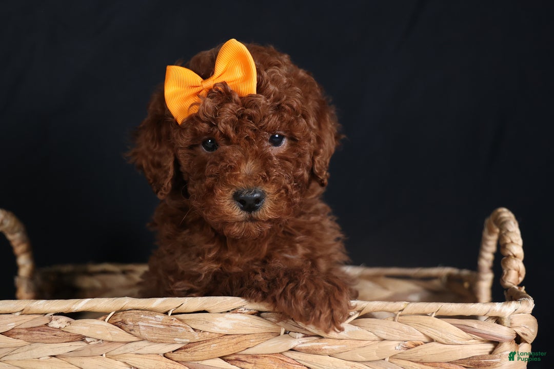 Miniature Poodle dogs for sale: BUDDY - Ad 4