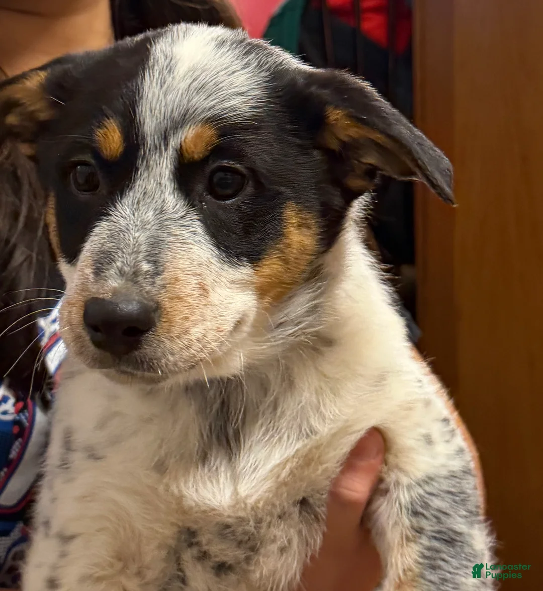 Australian Cattle Dog dogs for sale: Tommy - Ad 12