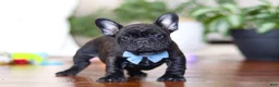 French Bulldog dogs for sale: Timmy  - Ad 2