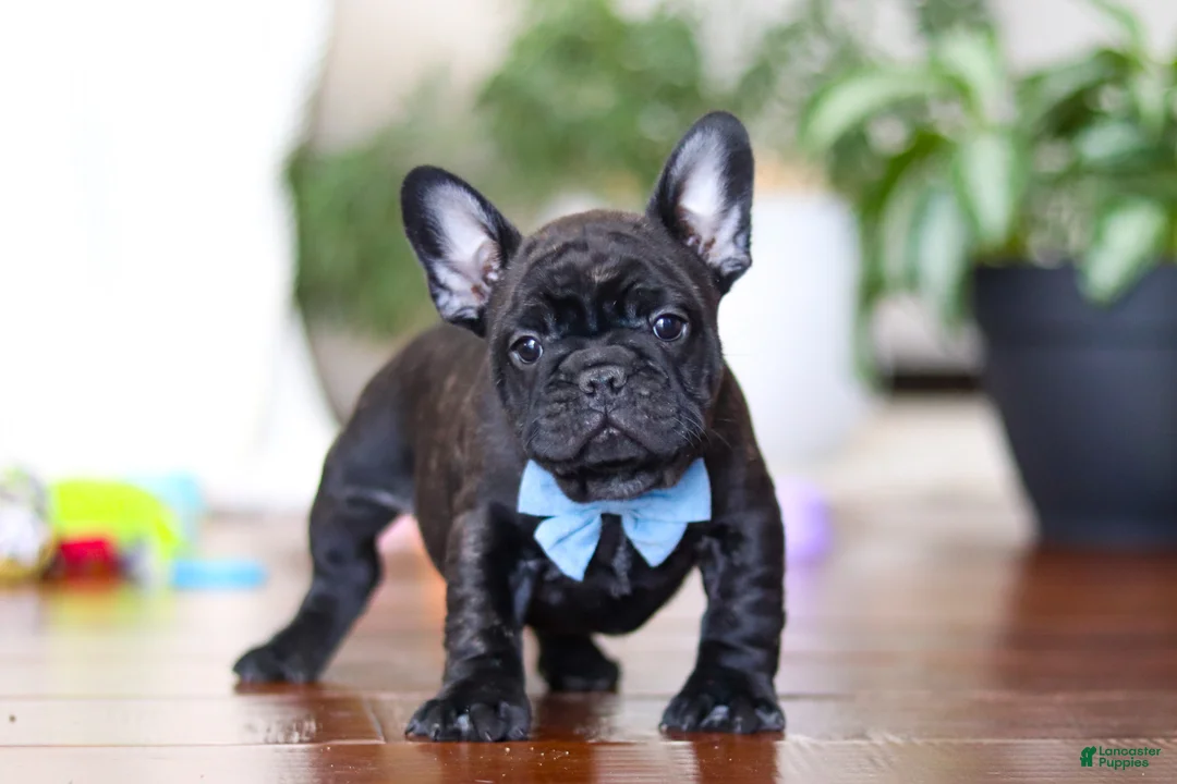 French Bulldog dogs for sale: Timmy  - Ad 2