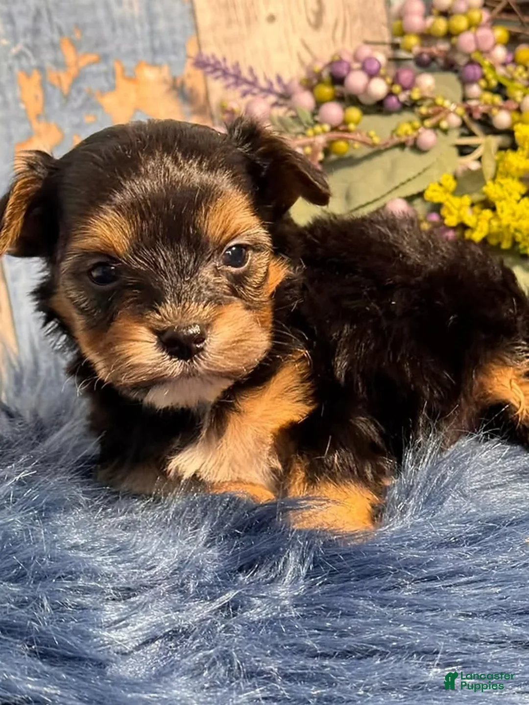 Yorkiepoo dogs for sale: Yorkiepoo Puppy 1 - Ad 1