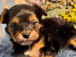 Yorkiepoo dogs Yorkiepoo Puppy 1 - Ad 7