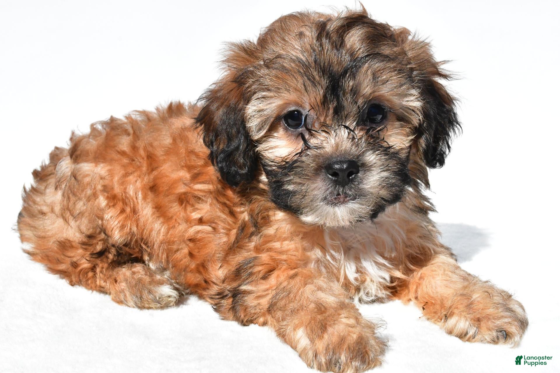 Connie (Shihpoo, Female) in Millersburg, OH