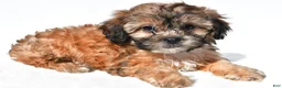 Shihpoo dogs for sale: Connie - Ad 1
