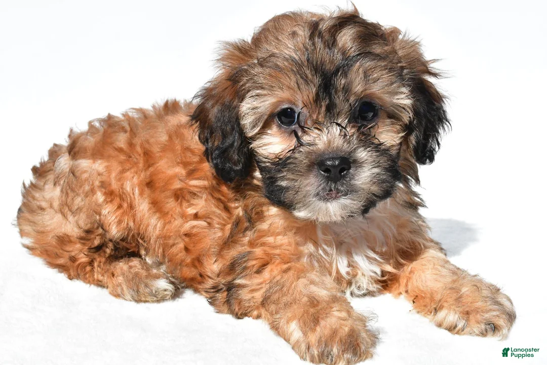 Shihpoo dogs for sale: Connie - Ad 1