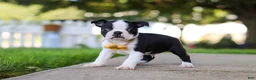 Boston Terrier dogs for sale: Shawn - Ad 3