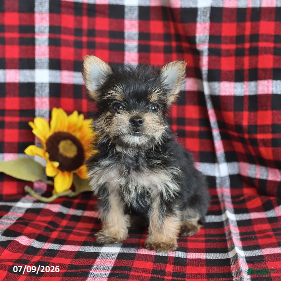 Morkie dogs Pepper - Ad 2
