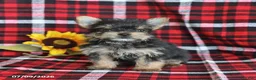 Morkie dogs for sale: Pepper - Ad 2