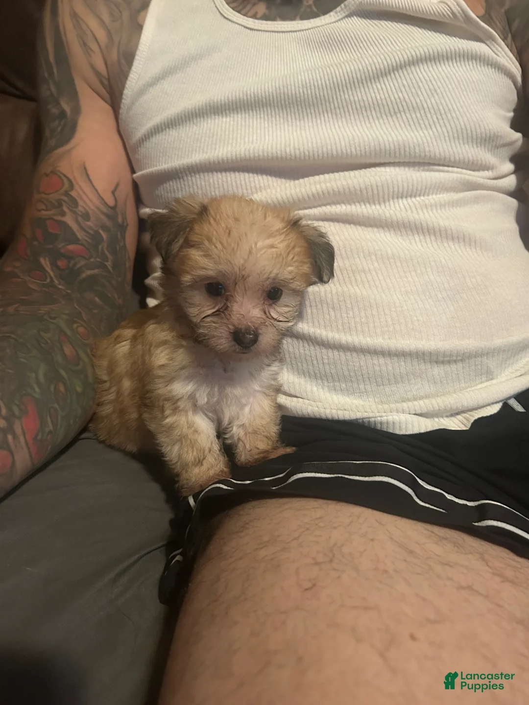 Mixed Breed dogs for sale: Bandit - Ad 2