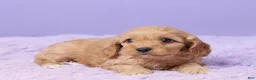 Cavapoo dogs for sale: Ashley - Ad 5