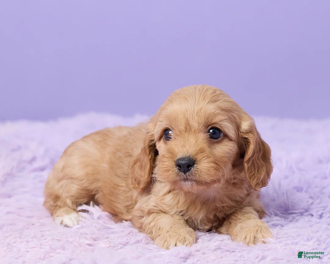 Cavapoo dogs for sale: Ashley - Ad 5