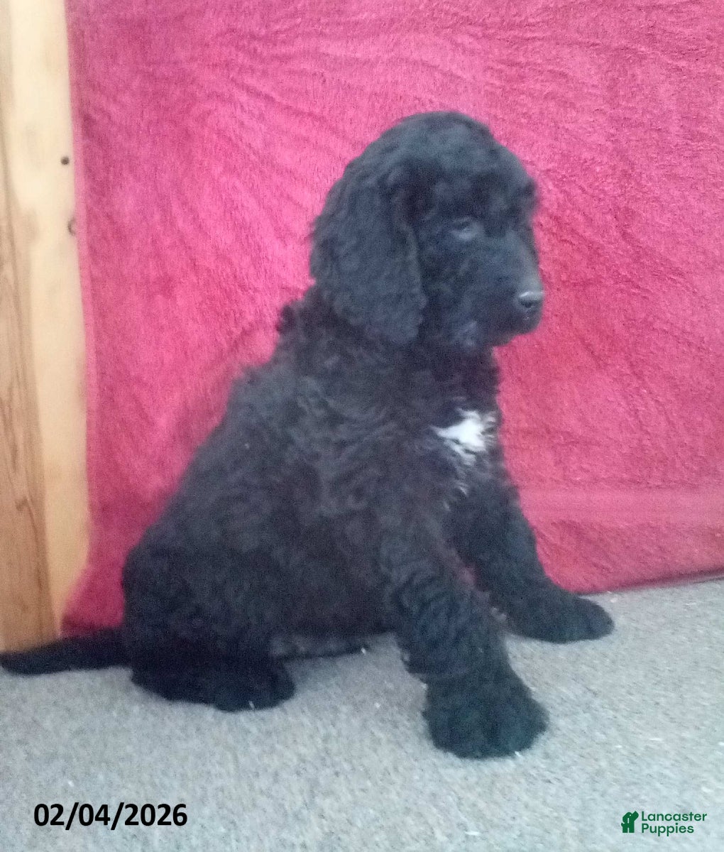 Goldendoodle dogs Pepper - Ad 2