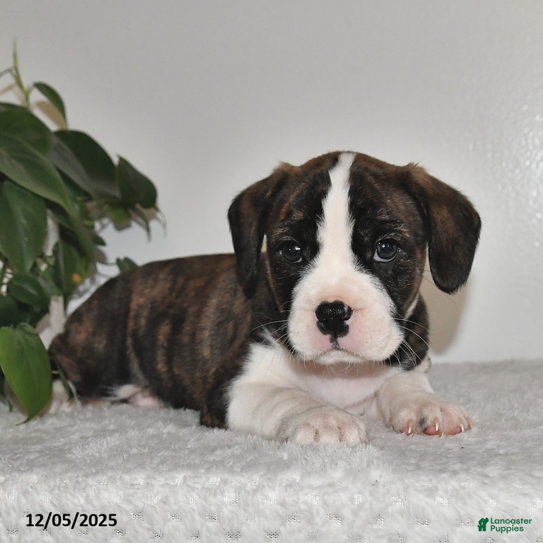 Mixed Breed dogs for sale: Terry - Ad 2