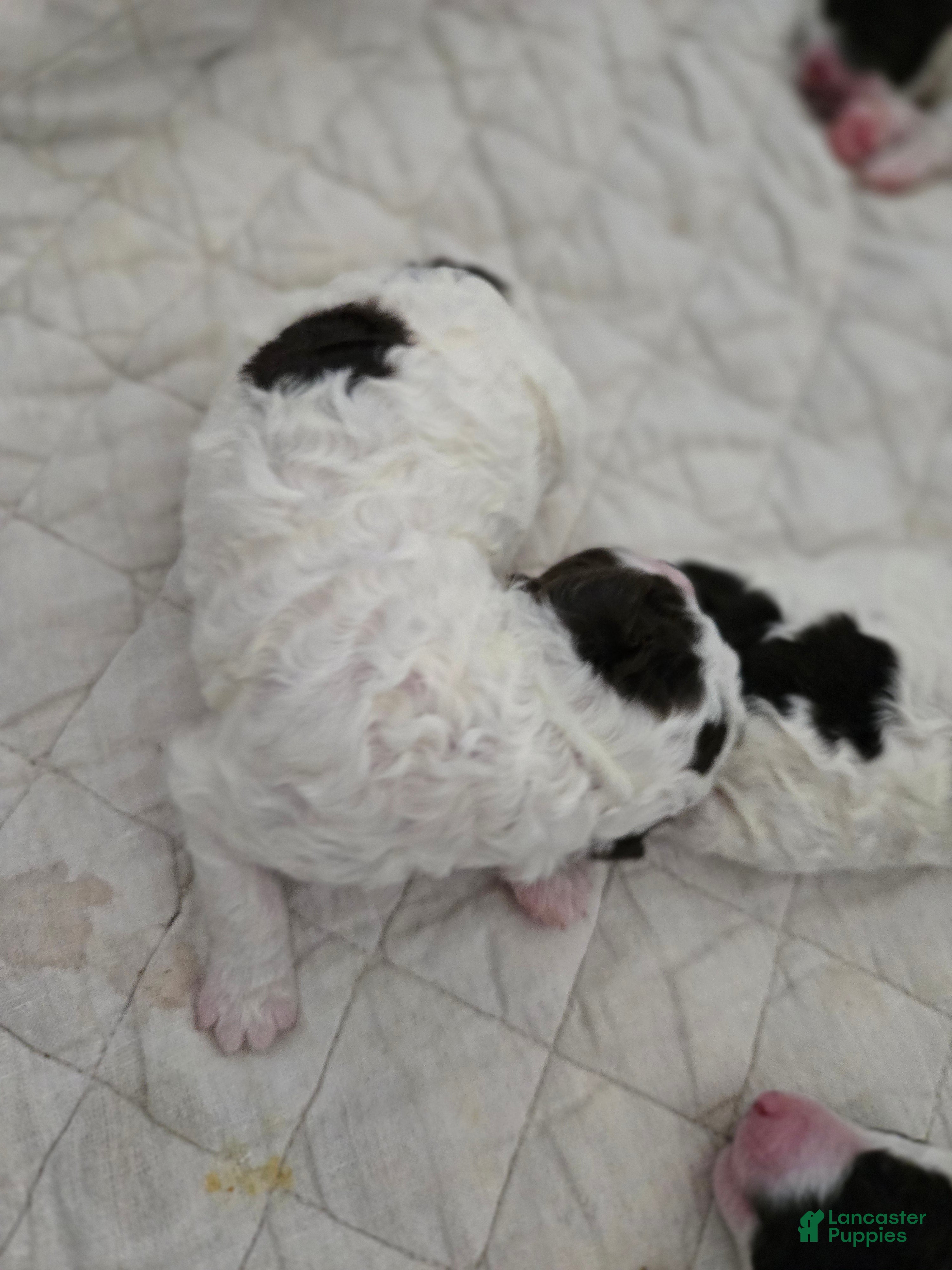 Spanish Water Dog dogs for sale: Spanish Water Dog Puppy 6 - Ad 4