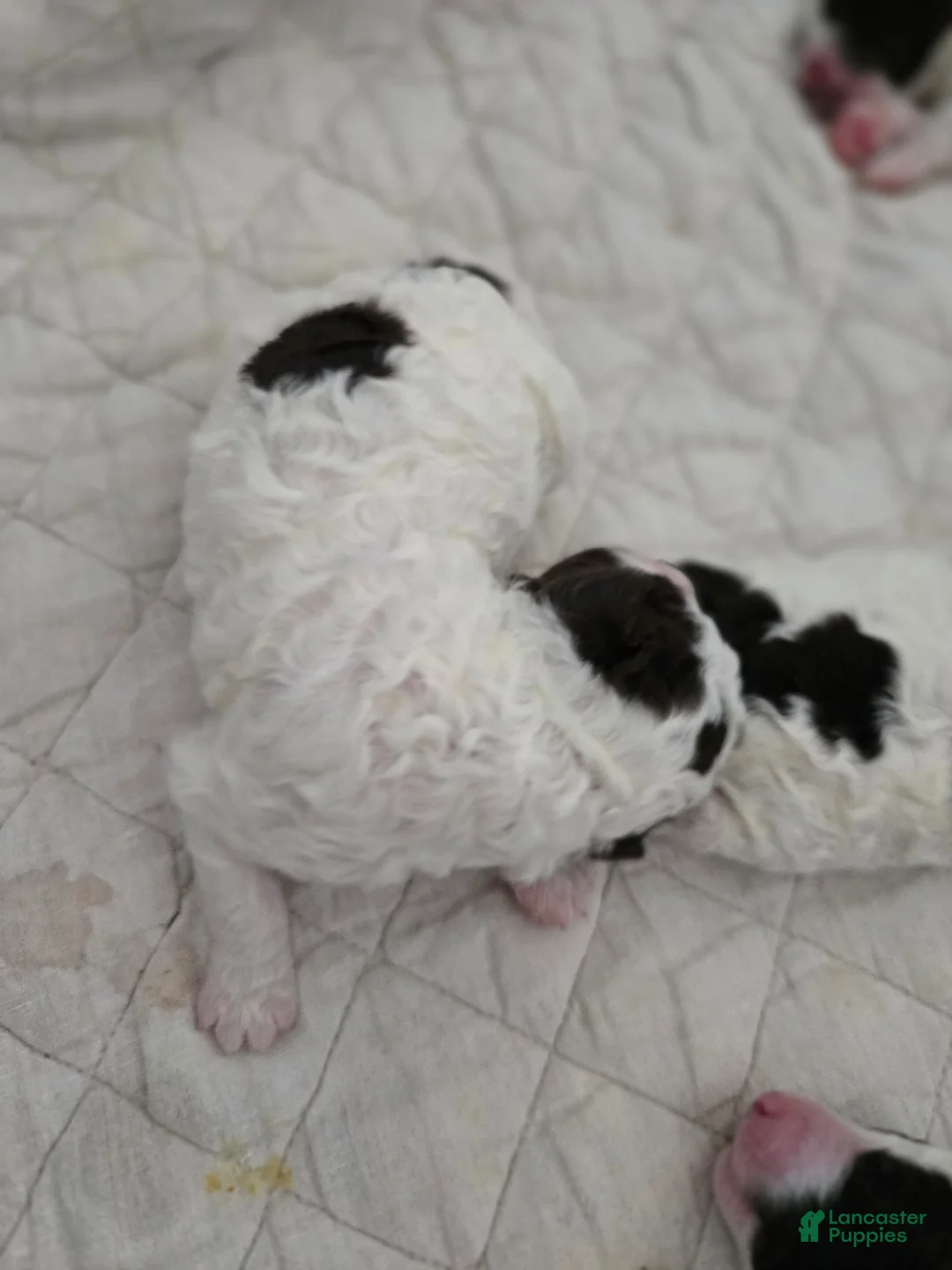 Spanish Water Dog dogs for sale: Spanish Water Dog Puppy 6 - Ad 1