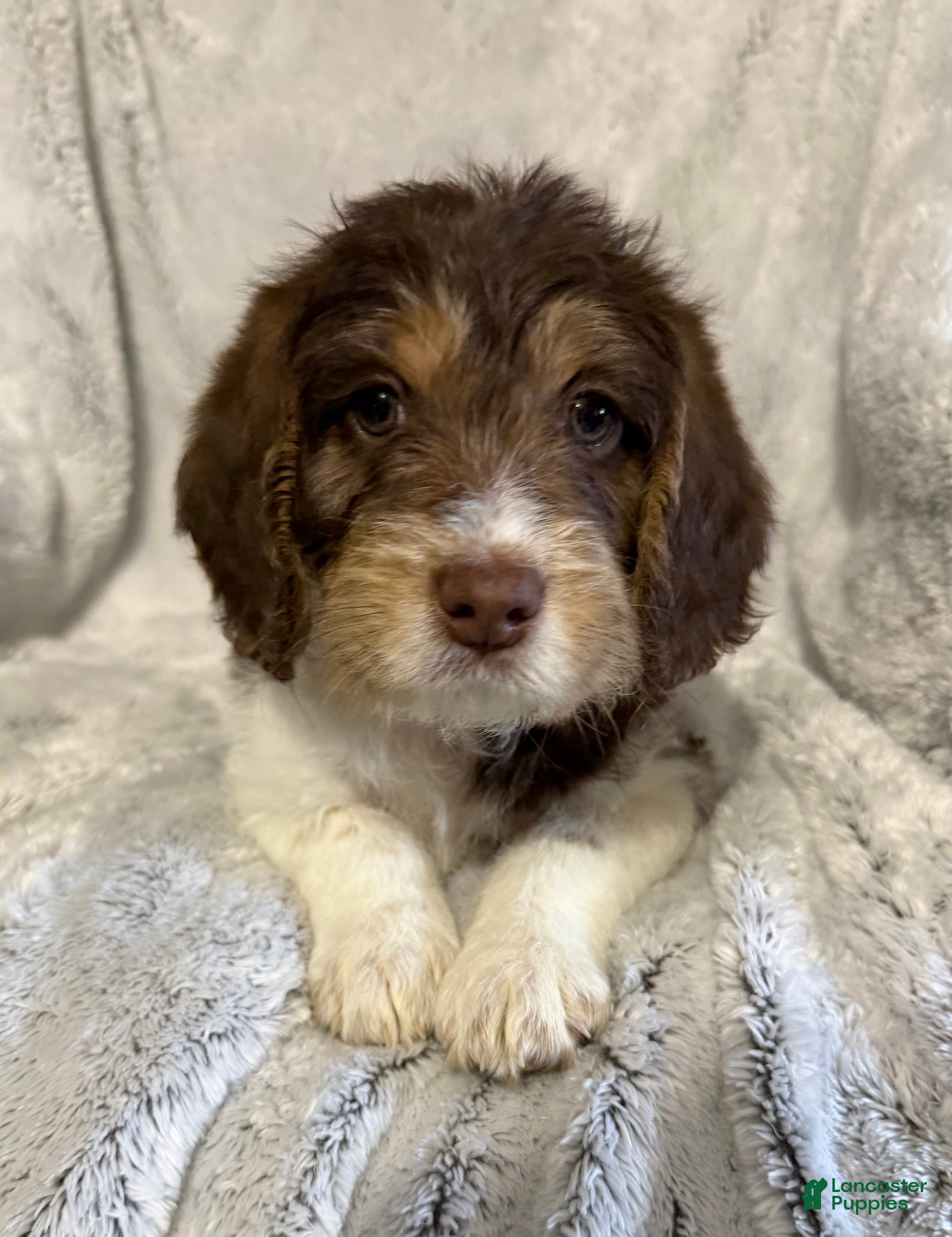 Mixed Breed dogs Seth - Ad 2