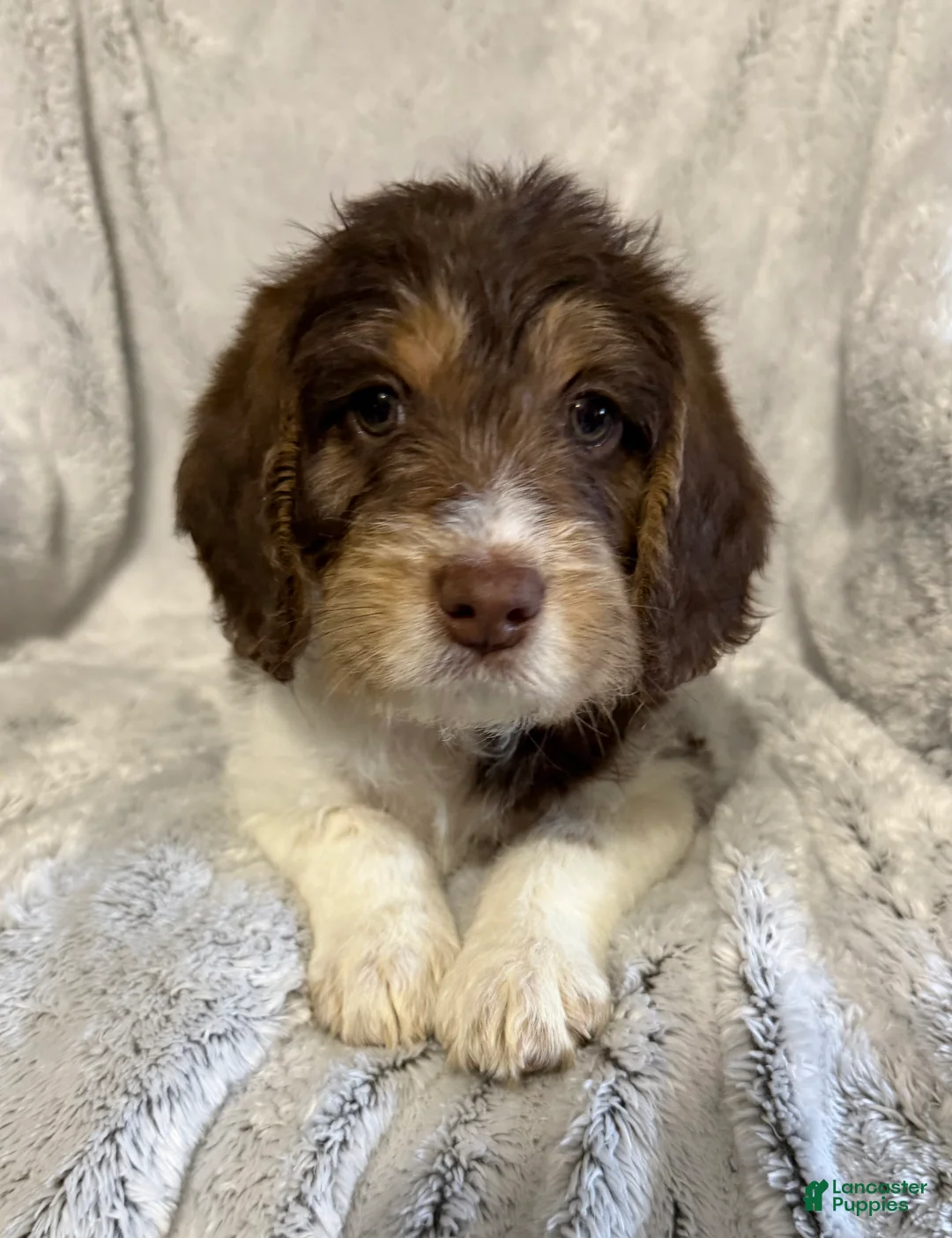 Mixed Breed dogs for sale: Seth - Ad 2