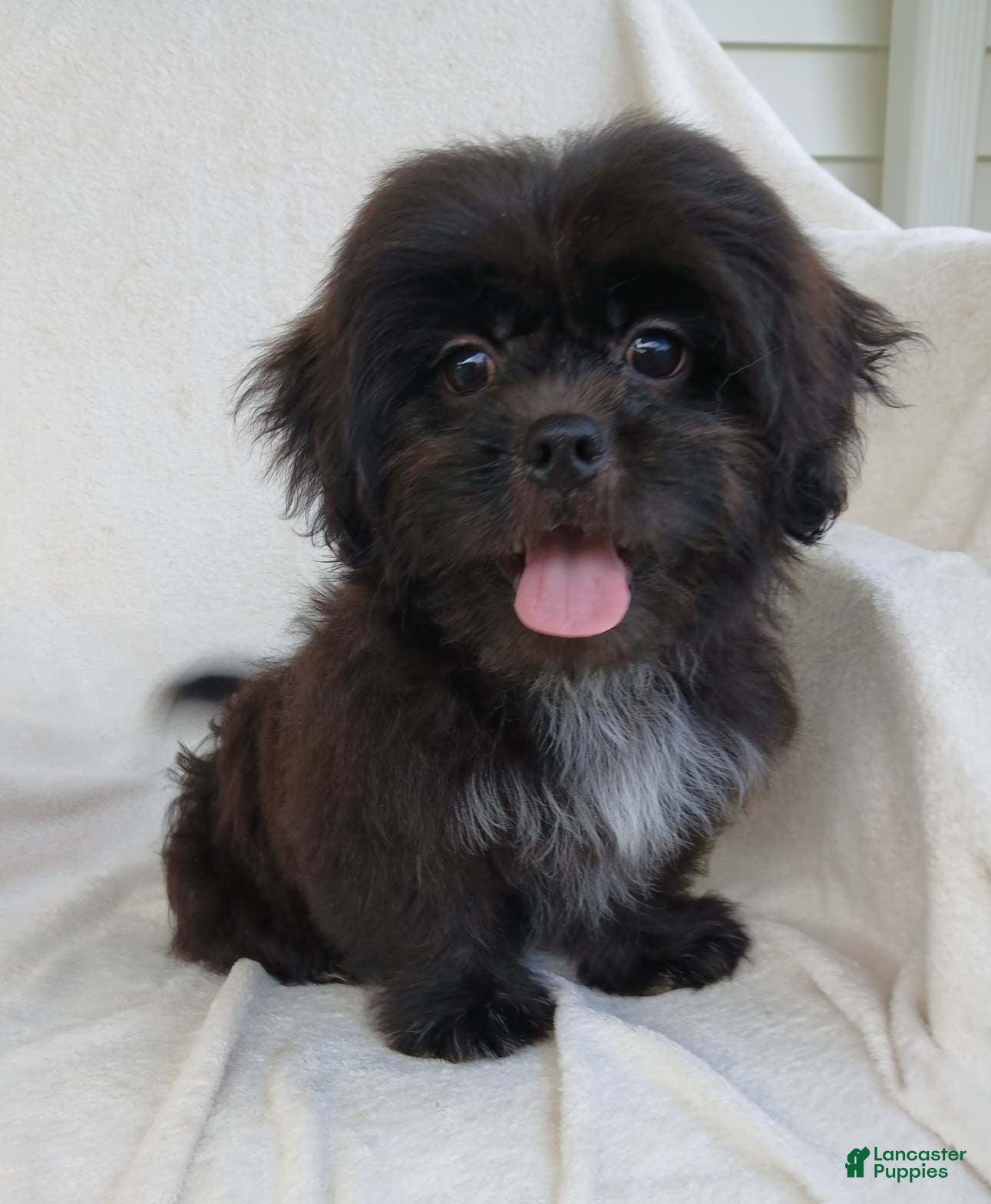 Teddy Bear dogs Bingo - Ad 1
