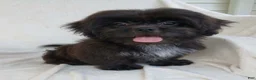 Teddy Bear dogs for sale: Bingo - Ad 1