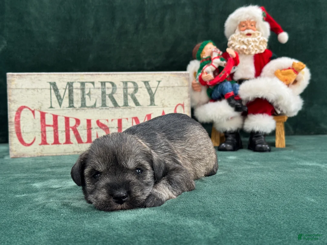 Miniature Schnauzer dogs for sale: Elsa Female 2 - Ad 3