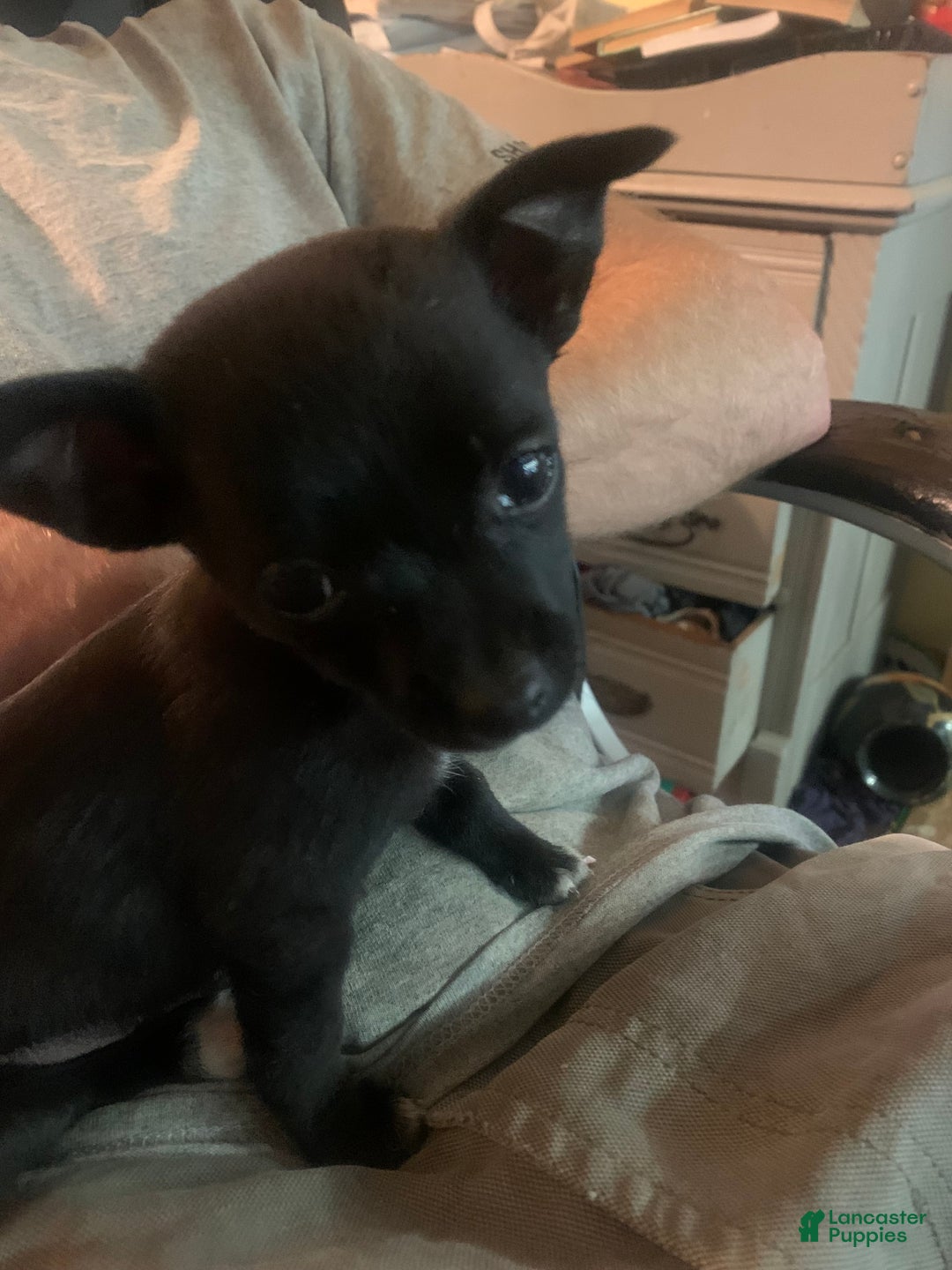 Mixed Breed dogs for sale: Trixie - Ad 3