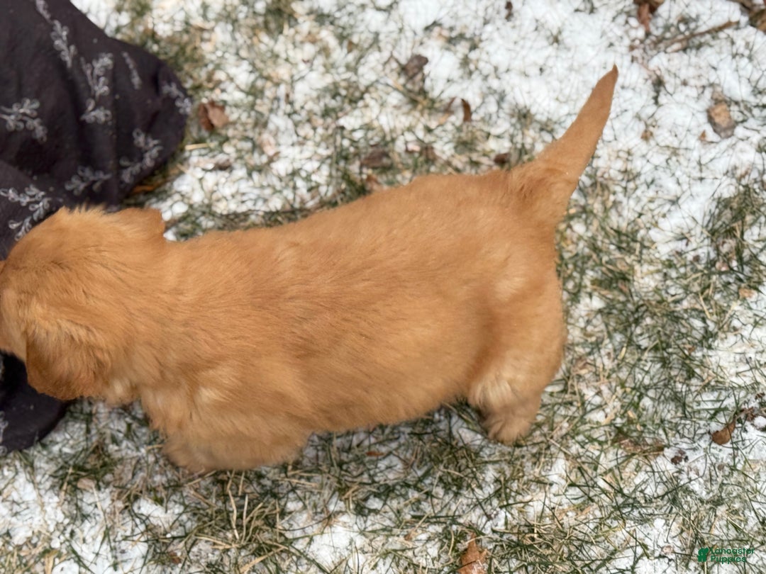 Golden Retriever dogs for sale: Sambo - Ad 9