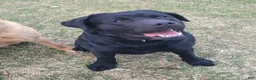 Labrador Retriever dogs for sale: Nash - Ad 15