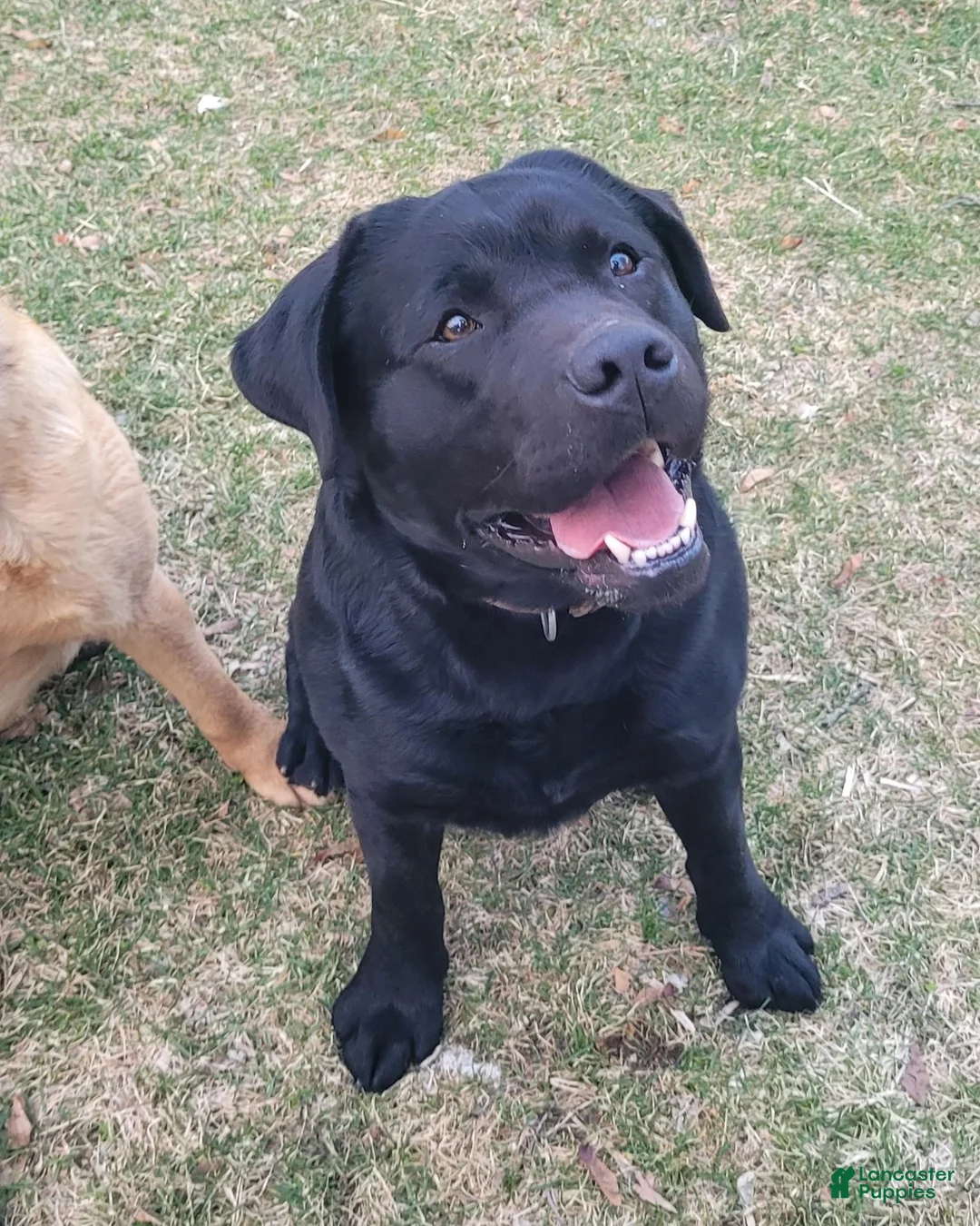 Labrador Retriever dogs for sale: Nash - Ad 15