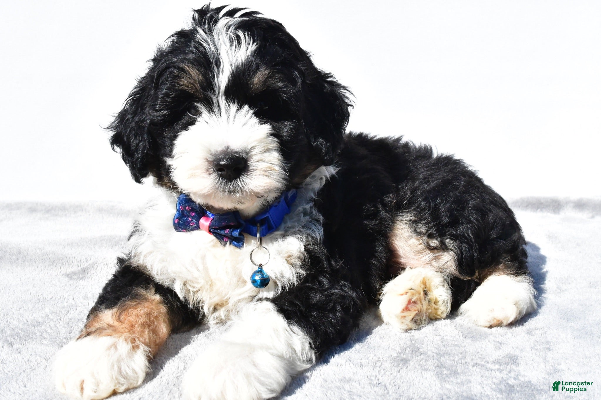 Mini Aussiedoodle dogs Yack  - Ad 2