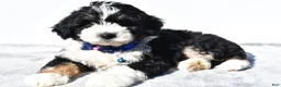 Mini Aussiedoodle dogs for sale: Yack  - Ad 2