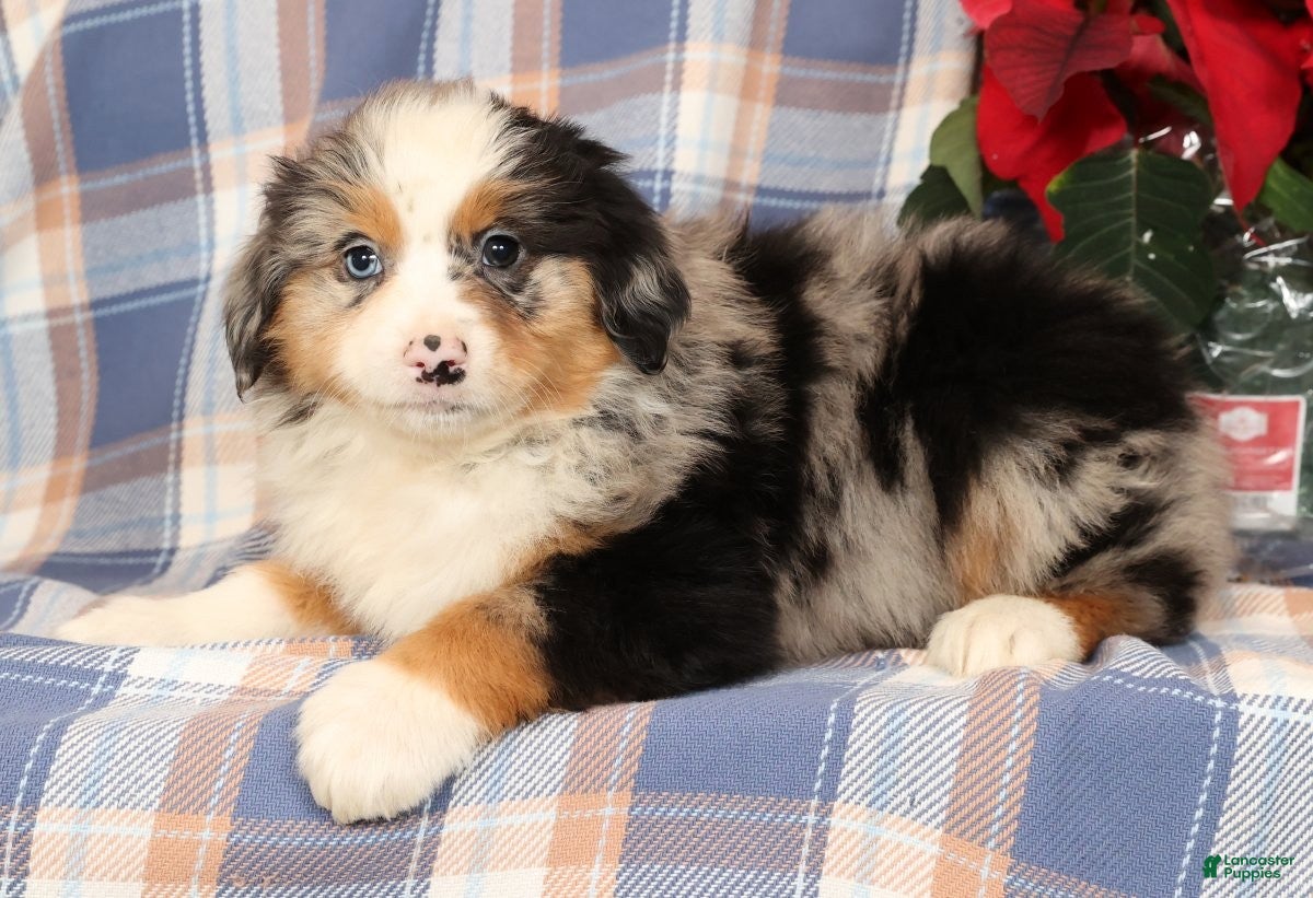 Australian Shepherd dogs Sally - Ad 40