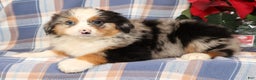 Australian Shepherd dogs for sale: Sally - Ad 1