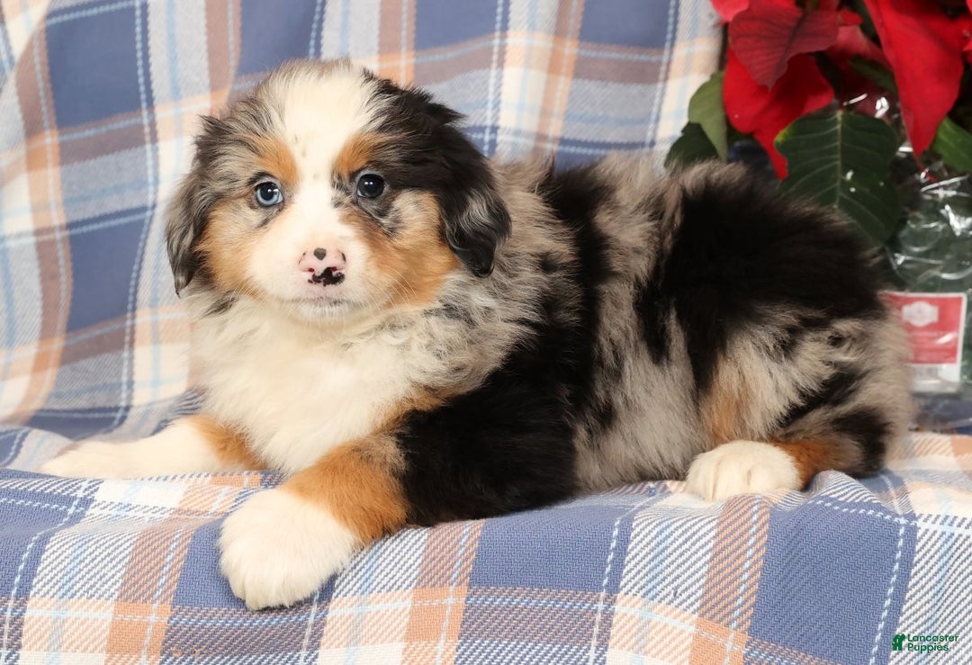 Australian Shepherd dogs for sale: Sally - Ad 1