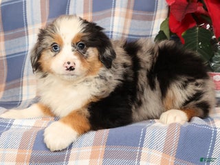 Australian Shepherd dogs Sally - Ad 10