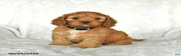 Cockapoo dogs for sale: Sweetie - Ad 2