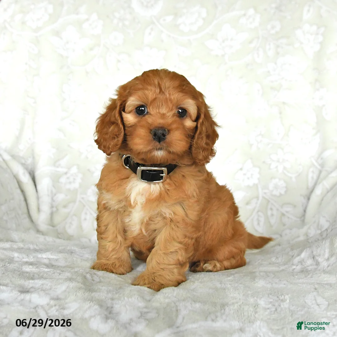 Cockapoo dogs for sale: Sweetie - Ad 2