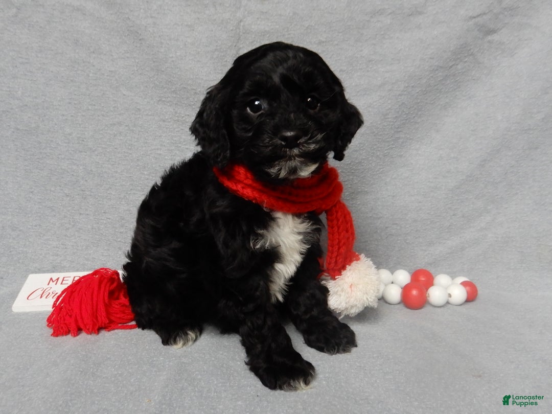 Cockapoo dogs for sale: Benny - Ad 6