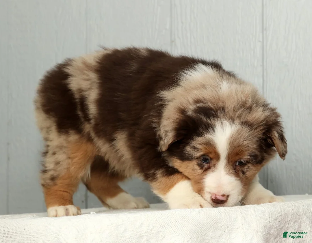 Australian Shepherd dogs for sale: Fluffy - Ad 9