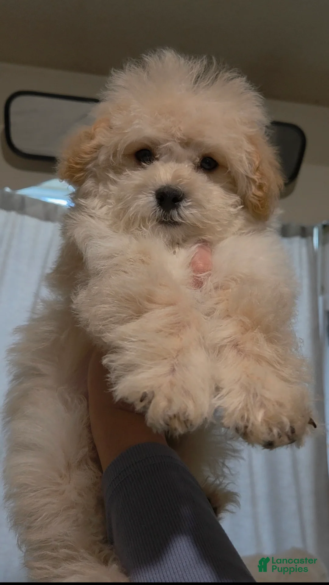 Maltipoo dogs for sale: Fluffy - Ad 1