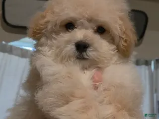 Maltipoo dogs Fluffy - Ad 39