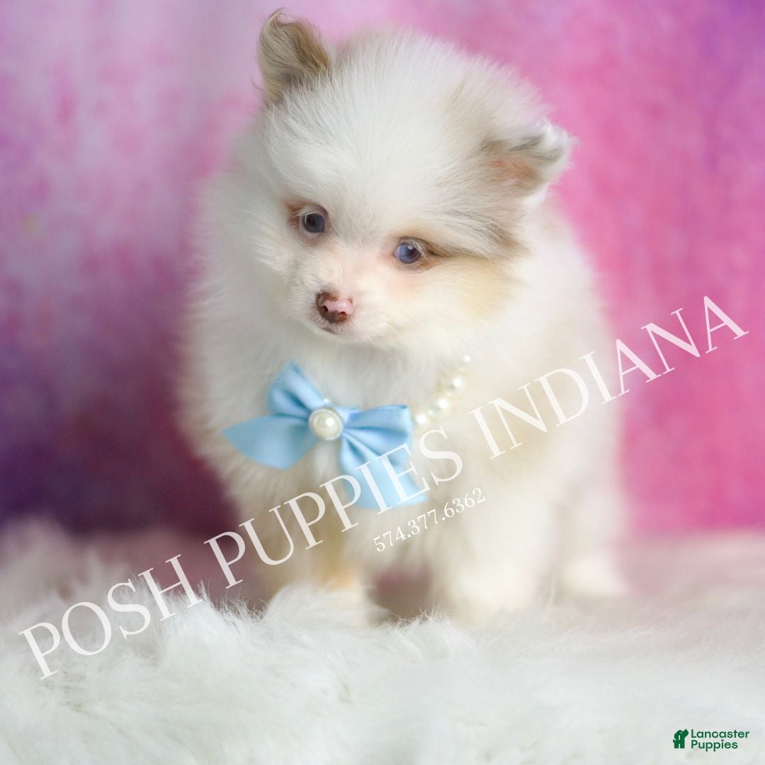 Pomeranian dogs for sale: Chai - Ad 3