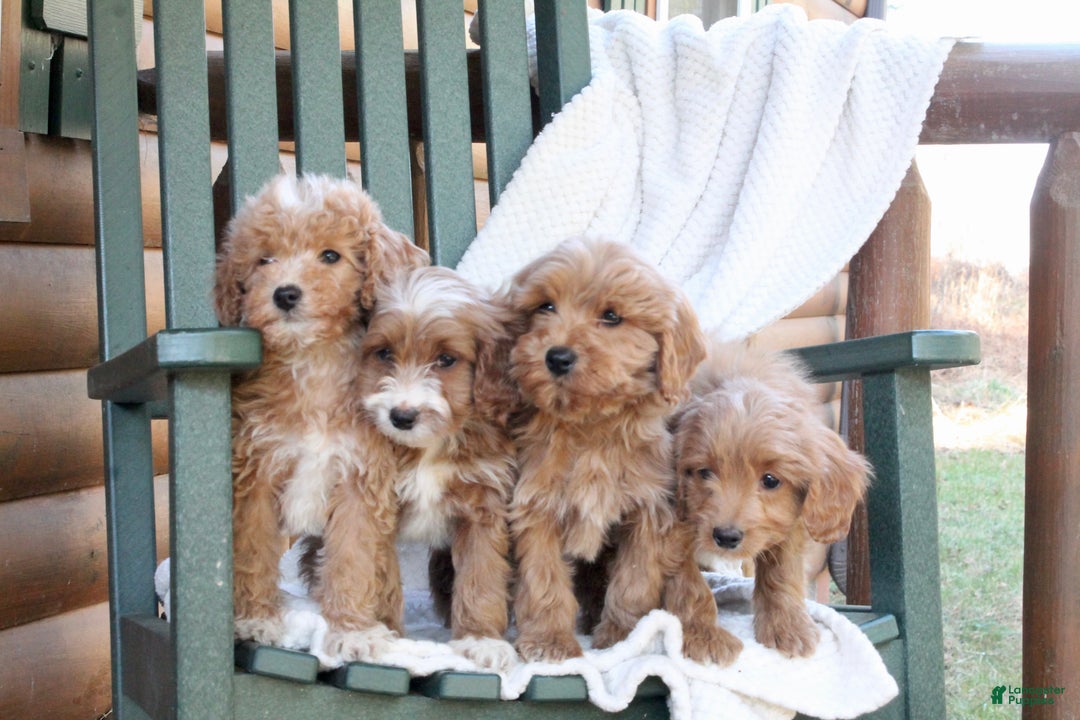 Mini Goldendoodle dogs for sale: Honey - Ad 8