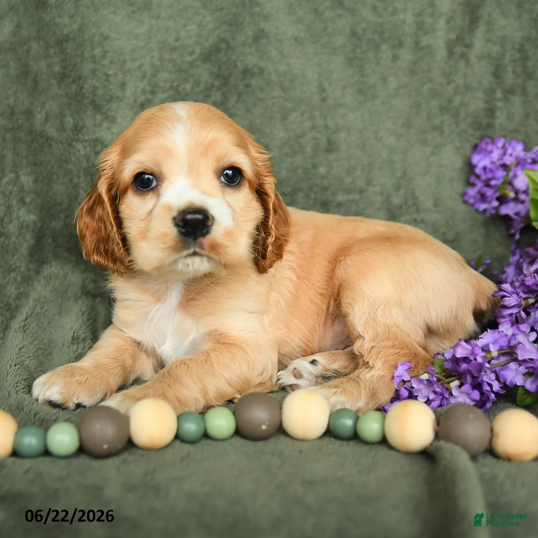 English Cocker Spaniel dogs for sale: Blaze - Ad 3