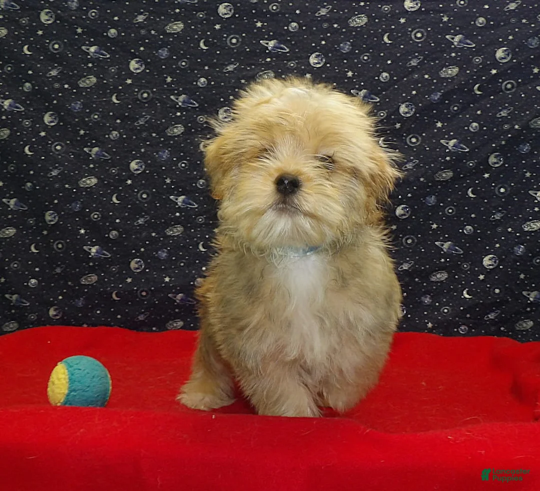 Morkie dogs for sale:  Fernando - Ad 2