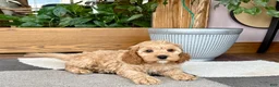 Mixed Breed dogs for sale: Cockapoo/Cavapoo male 2 - Ad 7