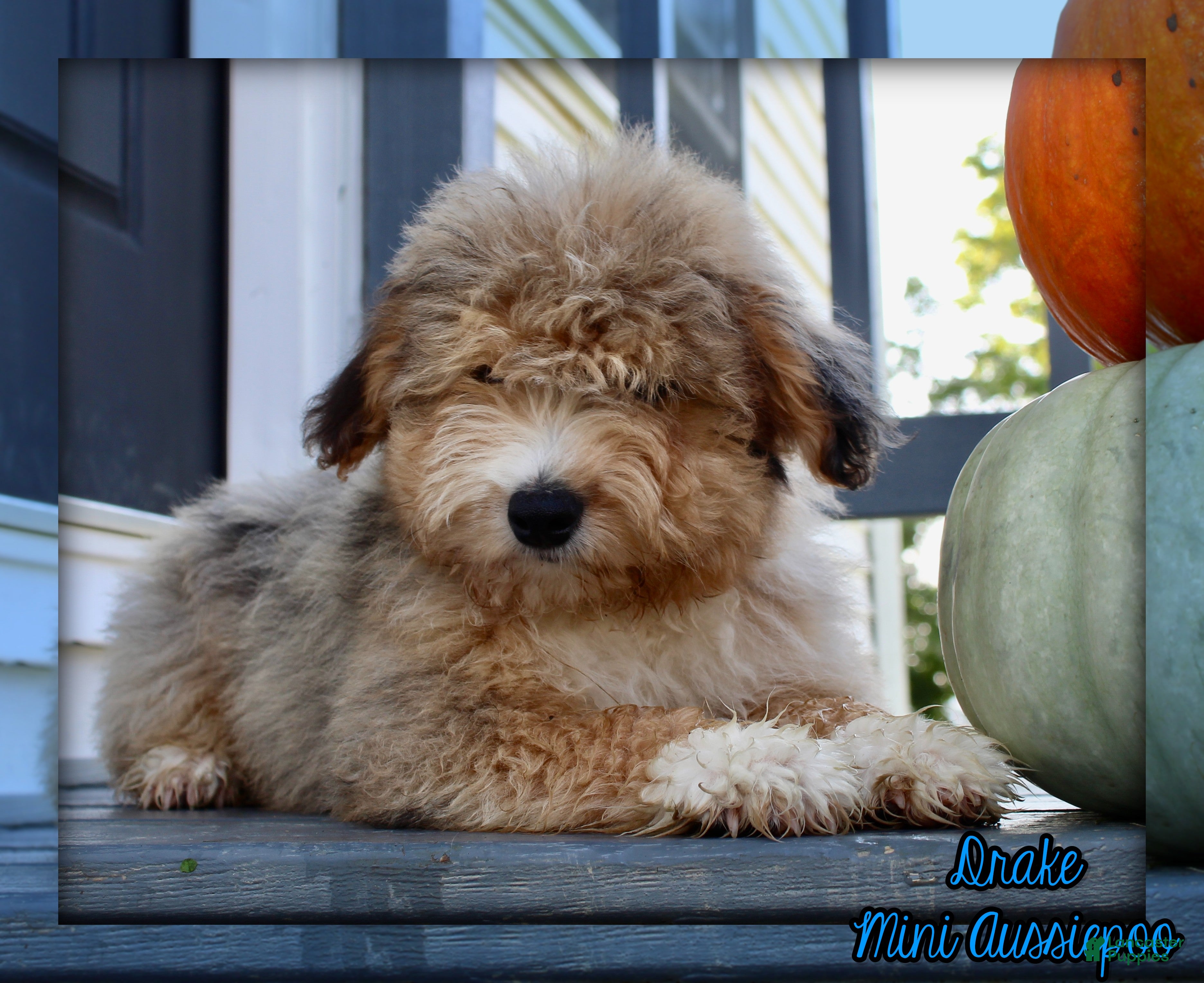Mini Aussiedoodle dogs Drake - Ad 1