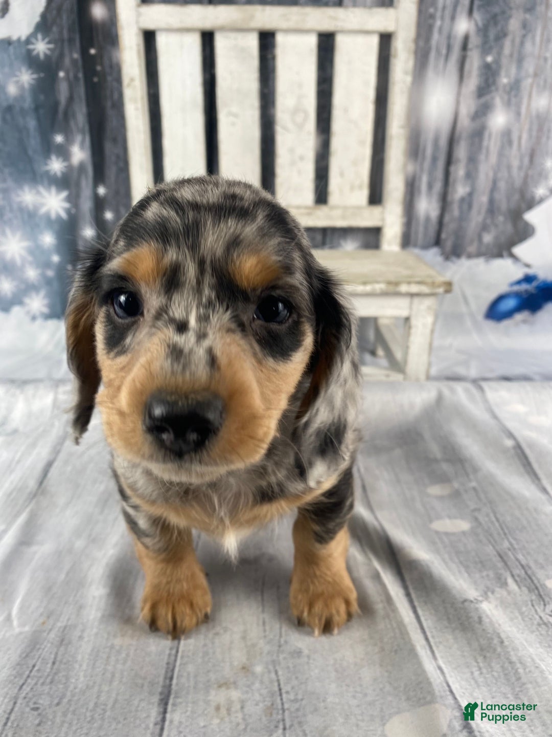 Miniature Dachshund dogs for sale: Max - Ad 2