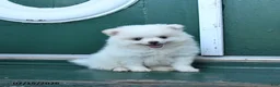 Pomeranian dogs for sale: Duke - Ad 1