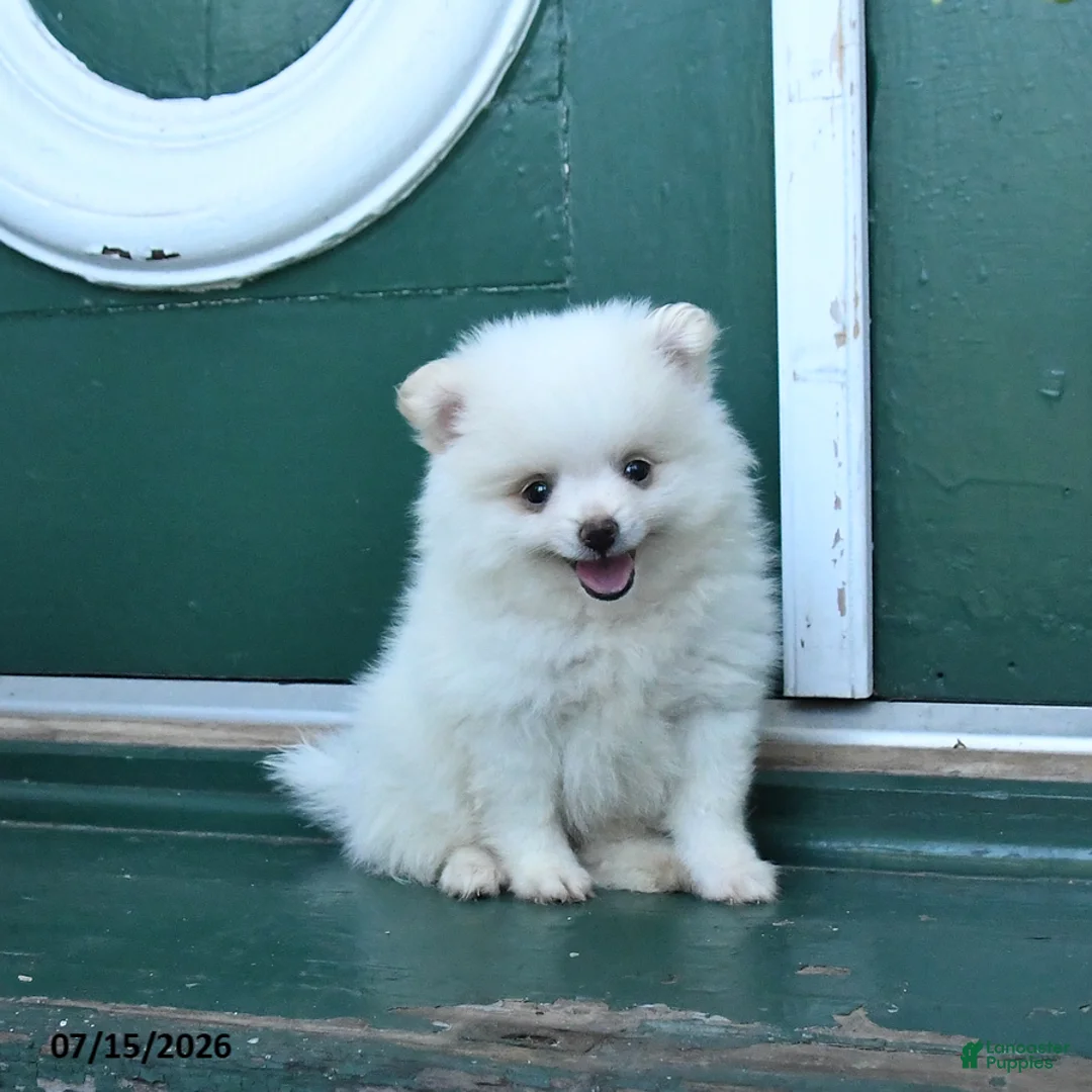 Pomeranian dogs for sale: Duke - Ad 1